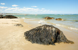 A large rock covered in seaweed sits on Ogunquit Beach on a sunny day.